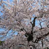 ようこ先生