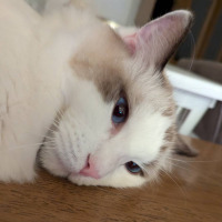 カワゾエ先生